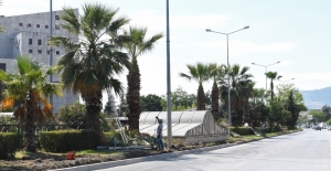 Atatürk Bulvarı’nda Palmiye Ağaçlarına Bakım