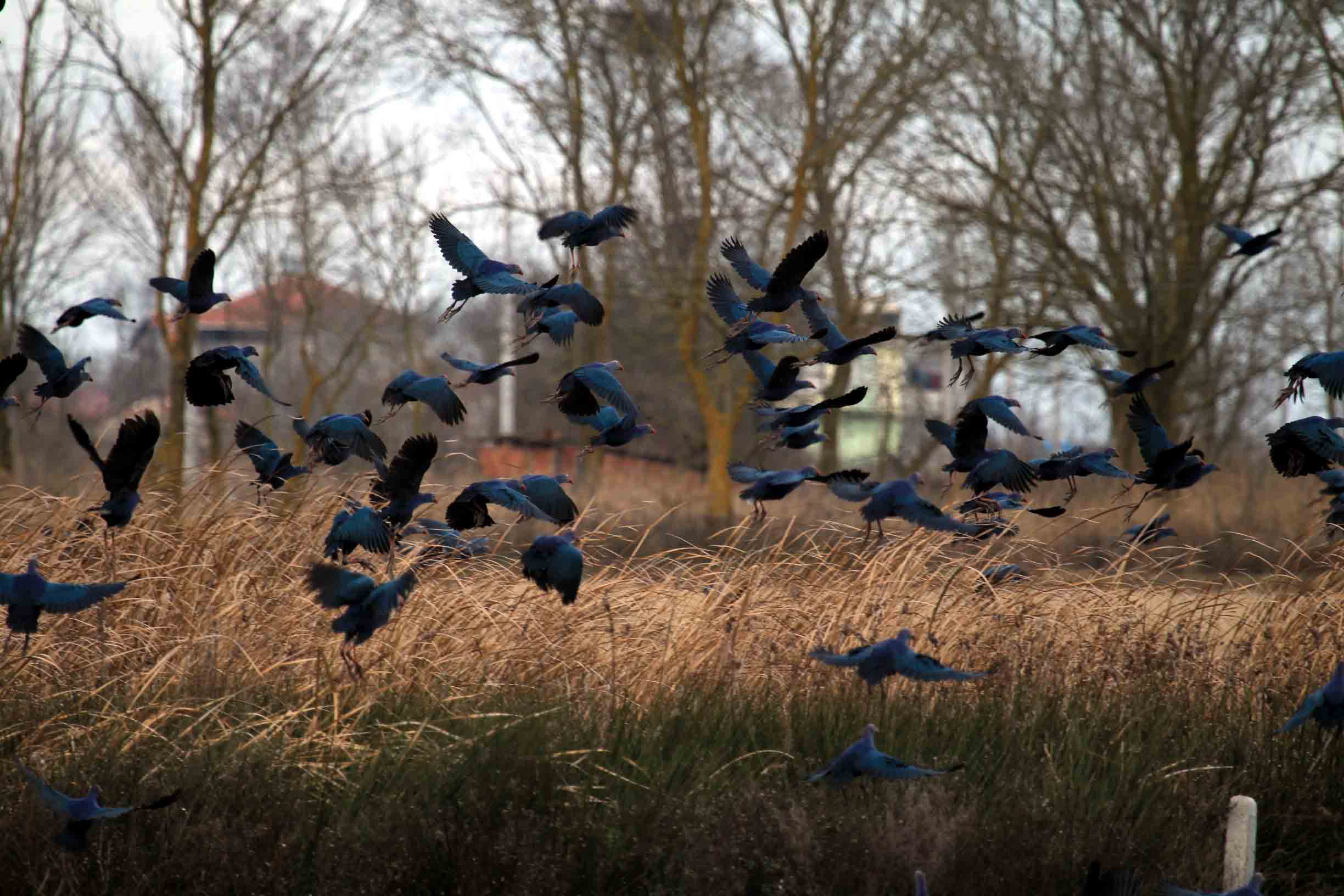 Жизнь мигрирующих птиц. Миграция птиц. Мигрирующие птицы 14 мая. Птицы мигрирующие через Приднестровье. Видео про птиц.